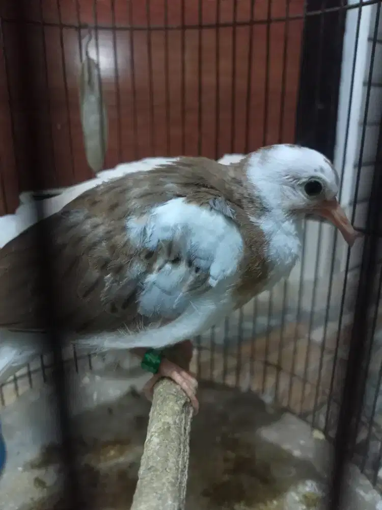 Temukur plangkok Excotis