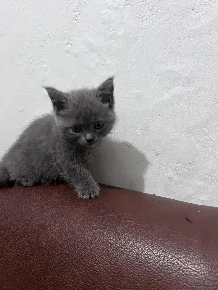 Kitten bsh ada bekas jamur