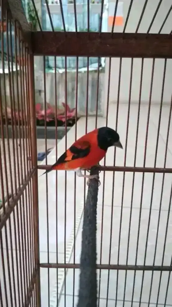Burung red siskin sepasang jantan gacor merah nyala sama betina