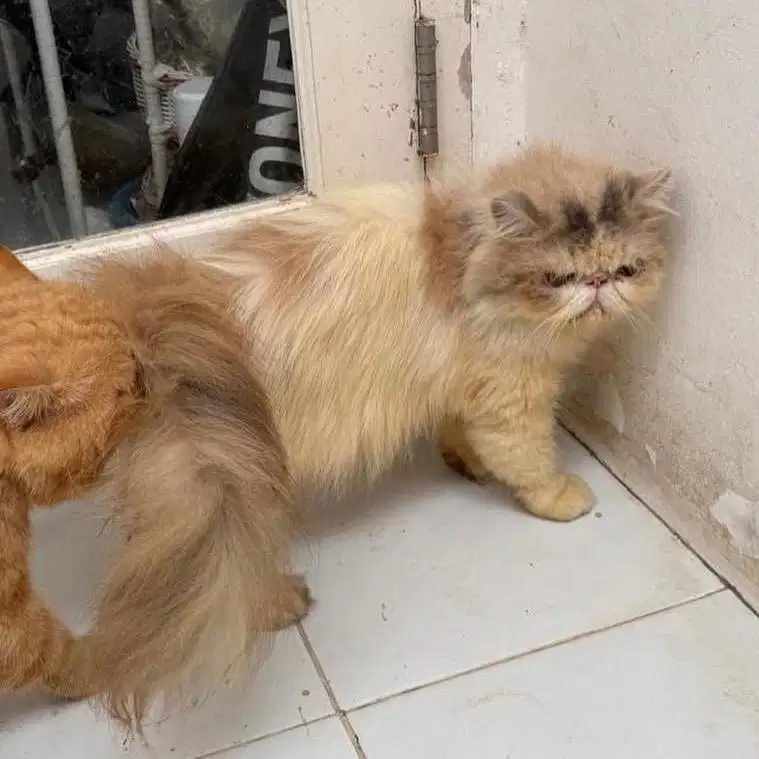 Peaknose Persian