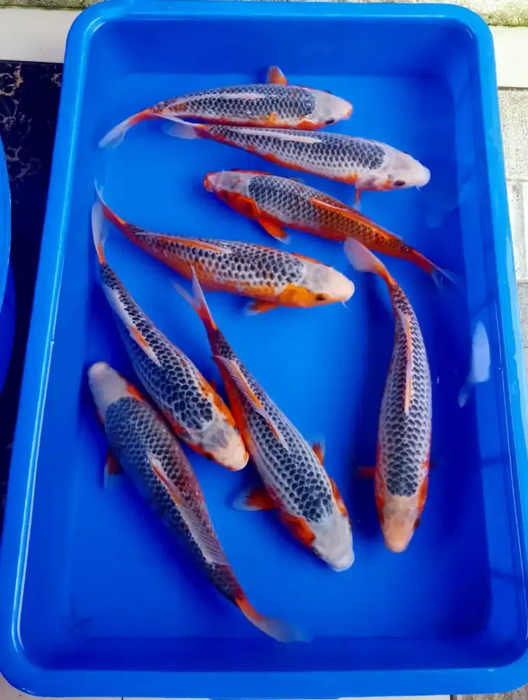 Ikan Koi Blitar