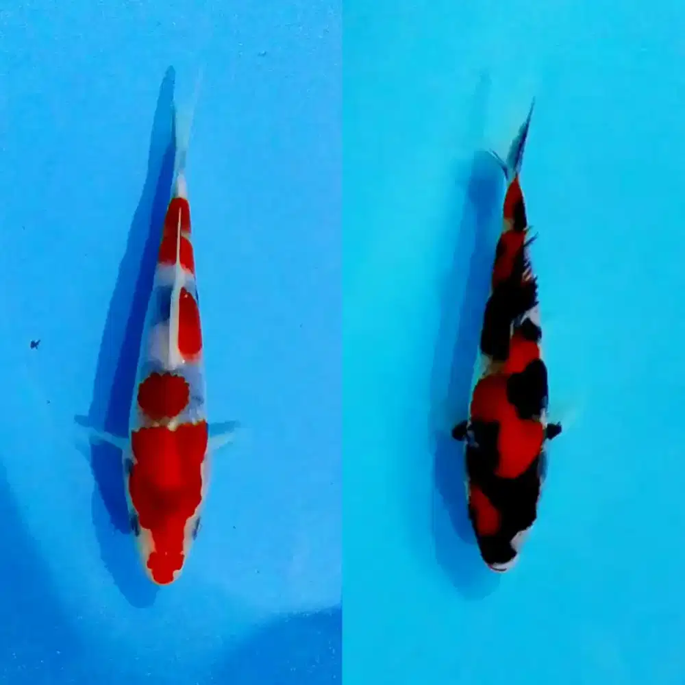 Koi blitar harga reseller