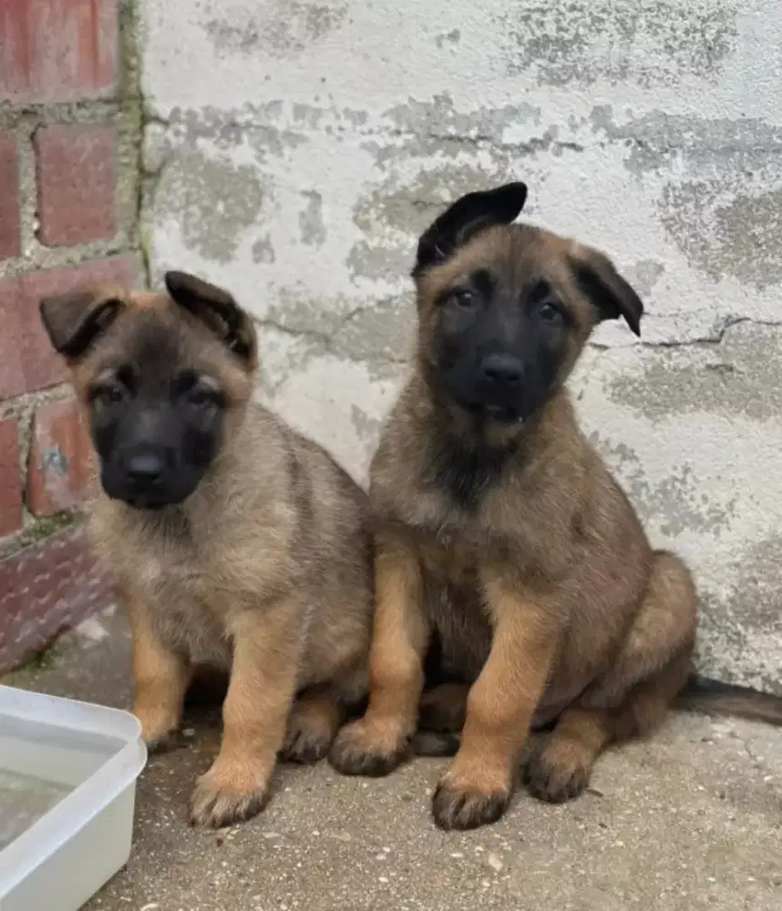 JUAL ANJING BELGIAN MALINOIS