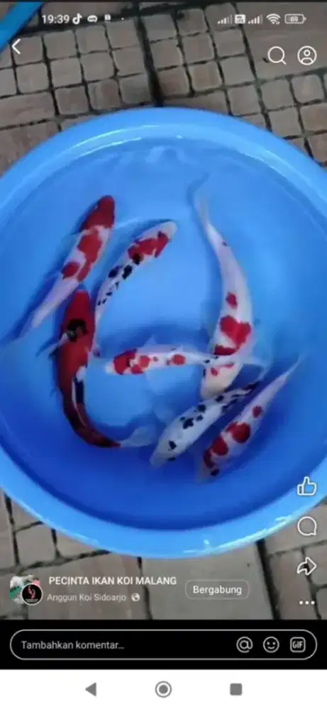 Koi layak dibesarkan