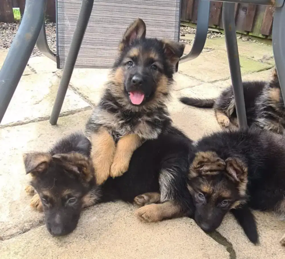 JUAL ANJING GERMAN SHEPHERD