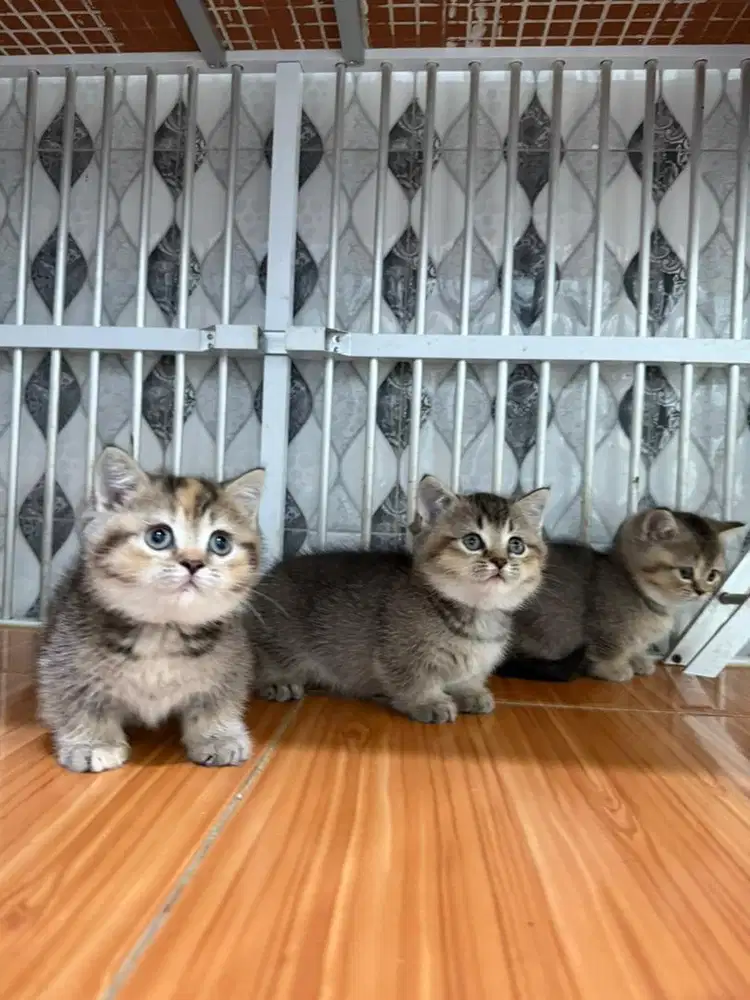 BSH munchkin kitten / british shorthair cebol black golden