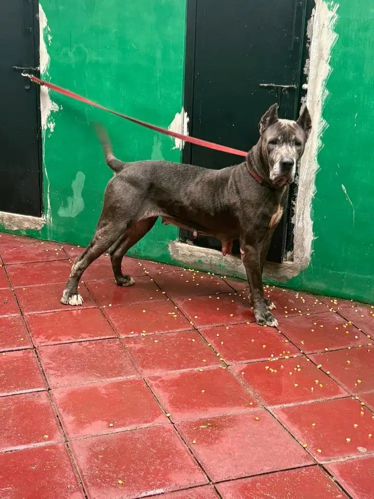 anjing ras cane corso betina warna blue