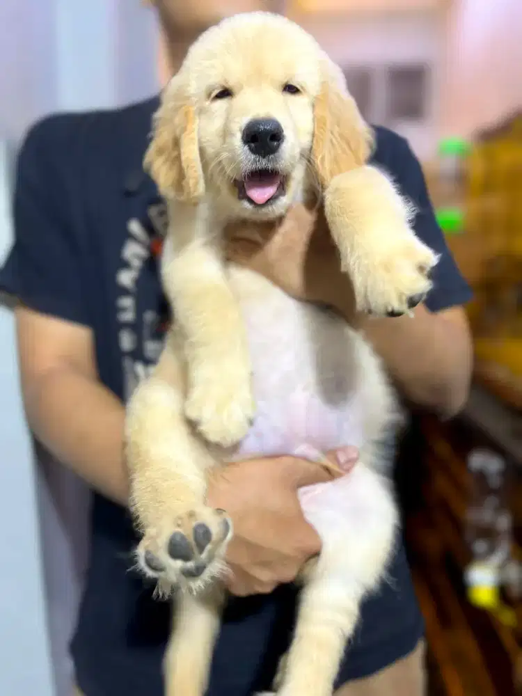 Puppy Golden retriever