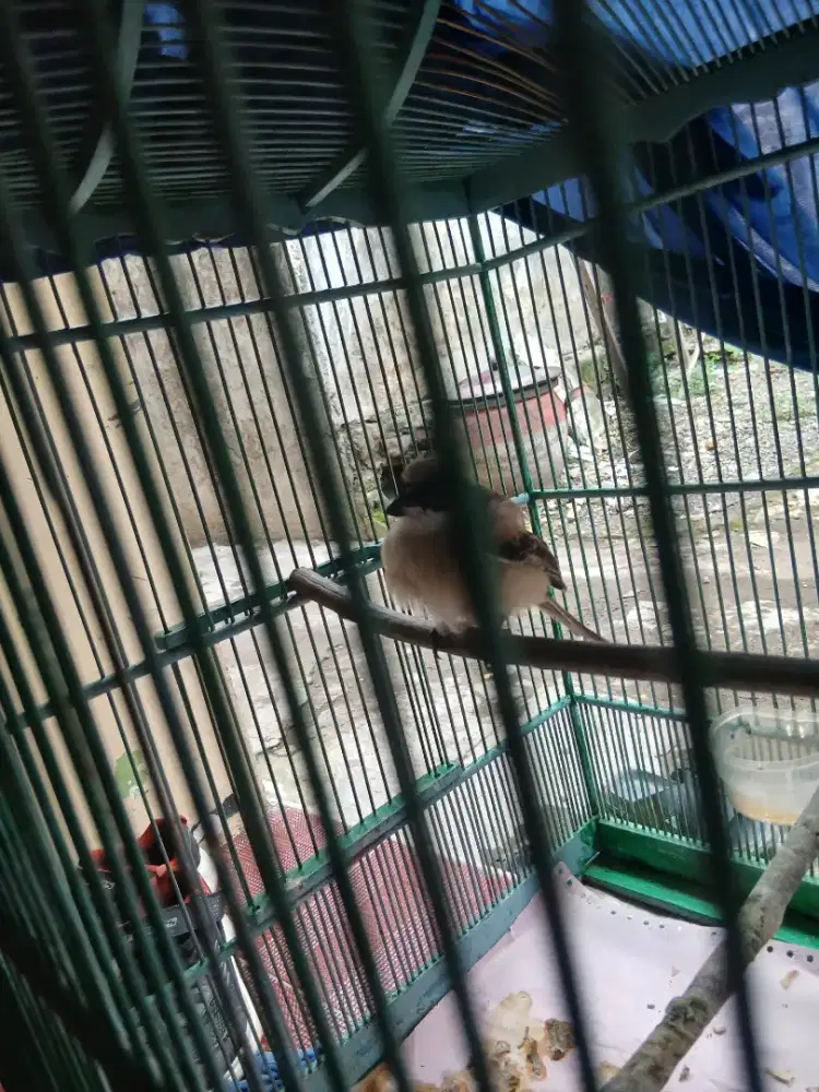 Cendet pastol jantan masih ada bulu trotol nya bunyi tiap pagi