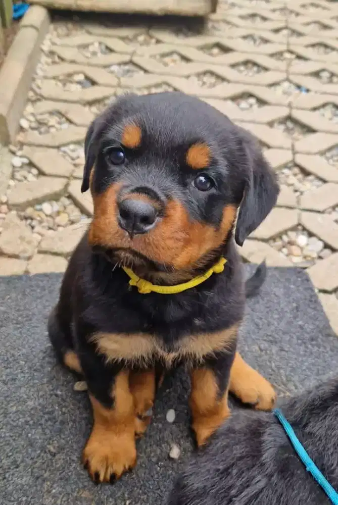 JUAL ANJING ROTTWEILER