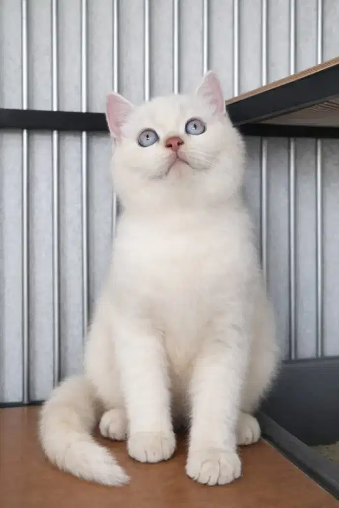 British shorthair jantan silver point