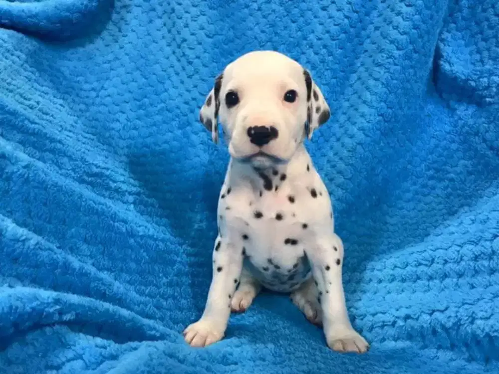 JUAL ANJING DALMATIAN