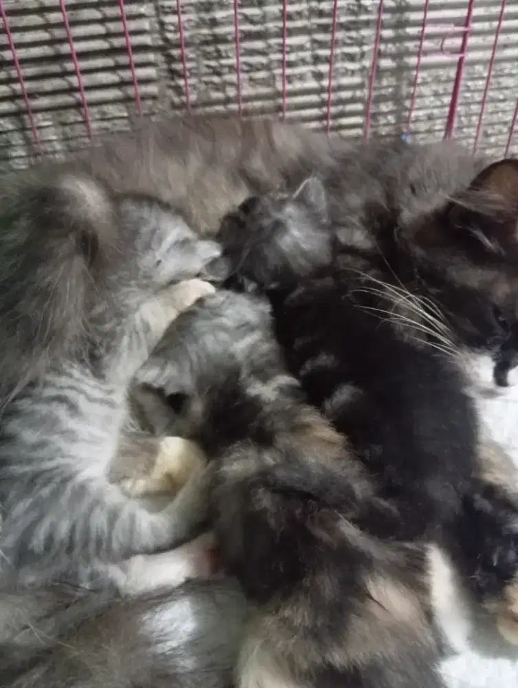 Borongan induk dan kitten mainecoon mix