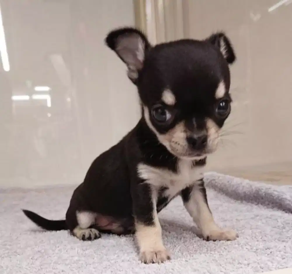 JUAL ANJING CHIHUAHUA