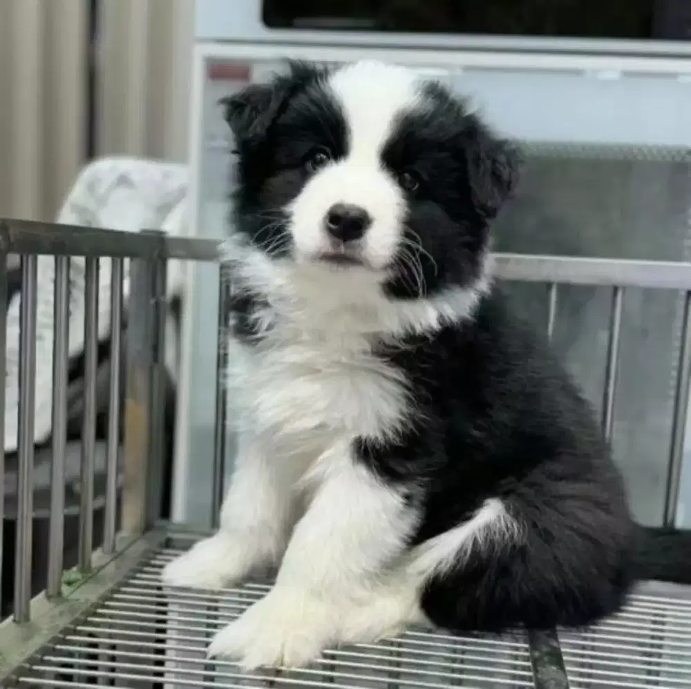 JUAL ANJING BORDER COLLIE