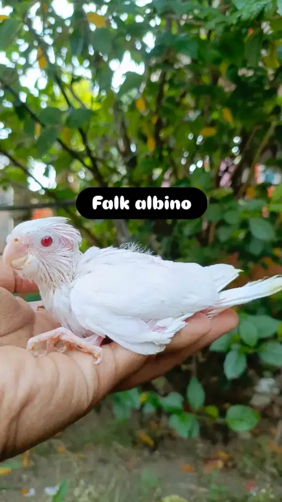 Anakan Falk albino