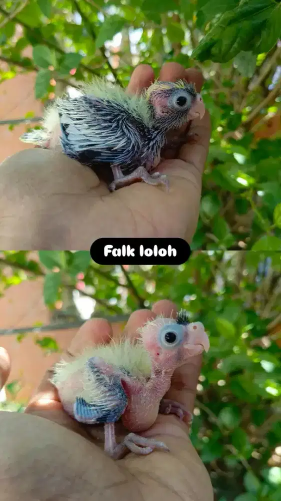 Anakan falk atau Parkit Australia