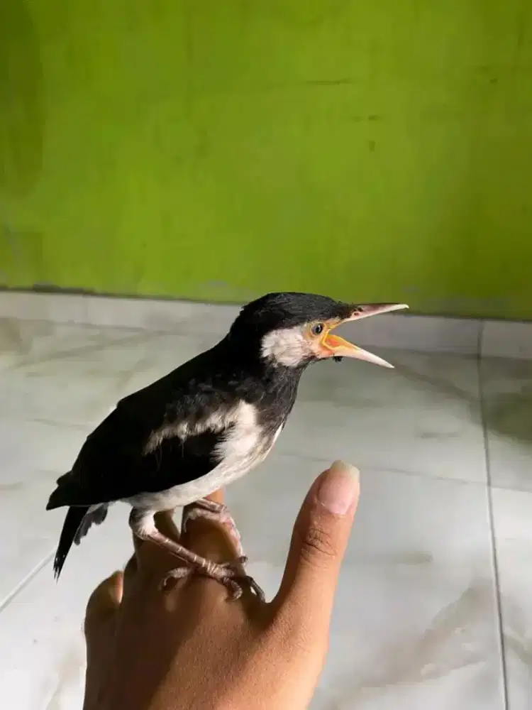 Anakan jalak suren mandiri