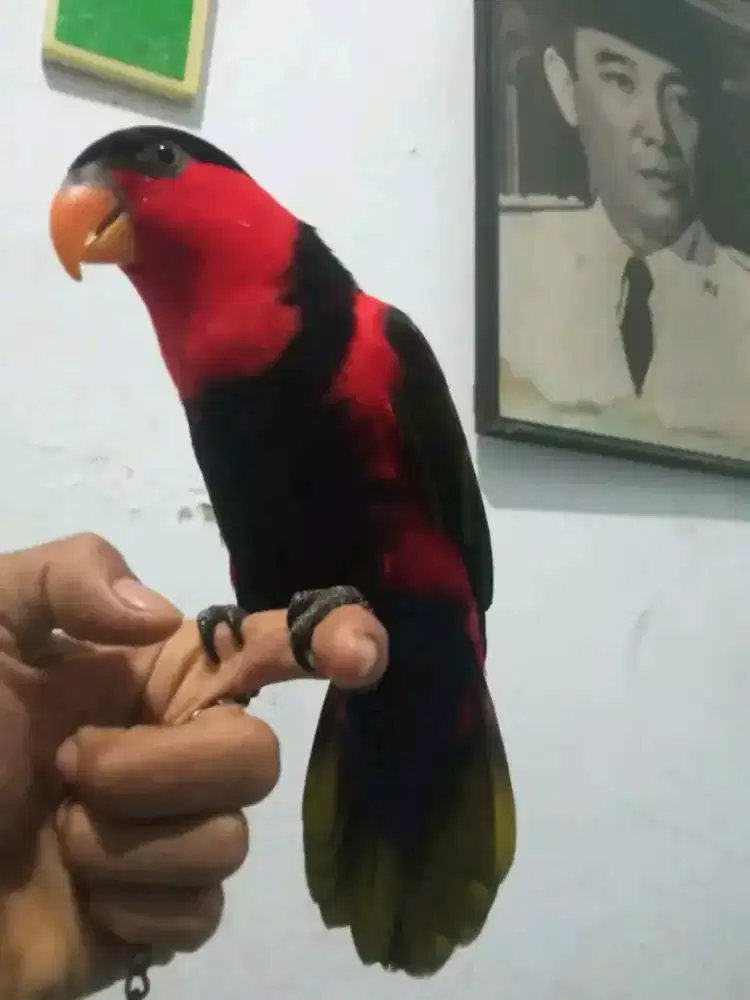 Muri rompi jantan jinak