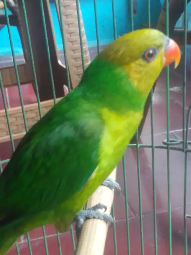 LOVEBIRD EXS MASTERAN BESETAN KASAR ISAN BYK 1 JUTA FULSET