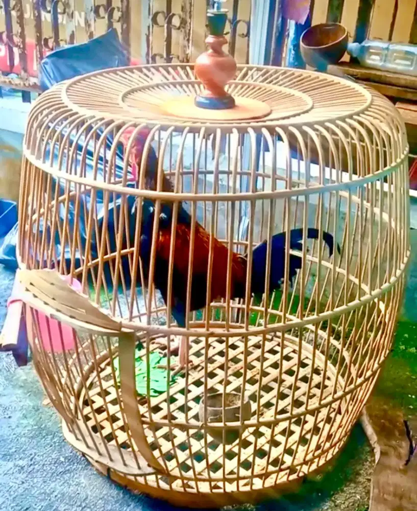 Kandang ayam bekisar / jago