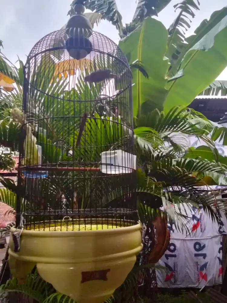 Kenari materian gacor (isian ciblek suren ada isian  blktotnya)