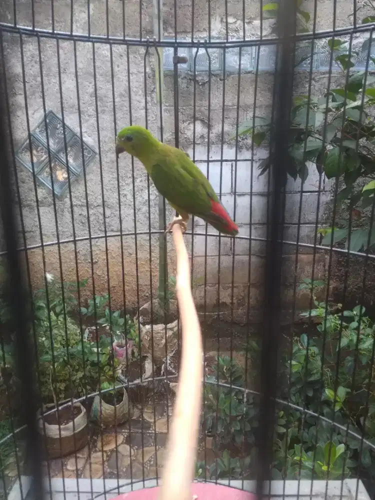 Kandang burung, serindit rajin