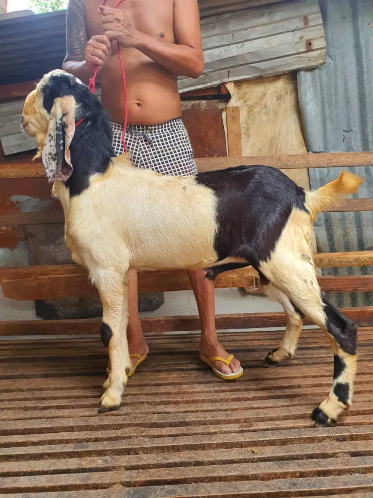 kambing qurban 30-50kloan timbang riil siap kurban 2026 jamin manteb