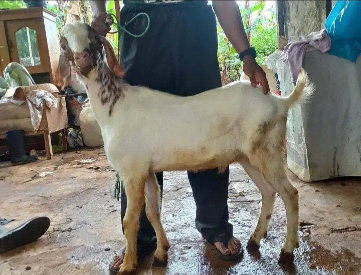 kambing qurban 30-50kloan timbang riil siap kurban 2026 jamin manteb