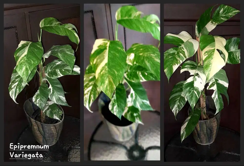 Tanaman Hias EPIPREMNUM