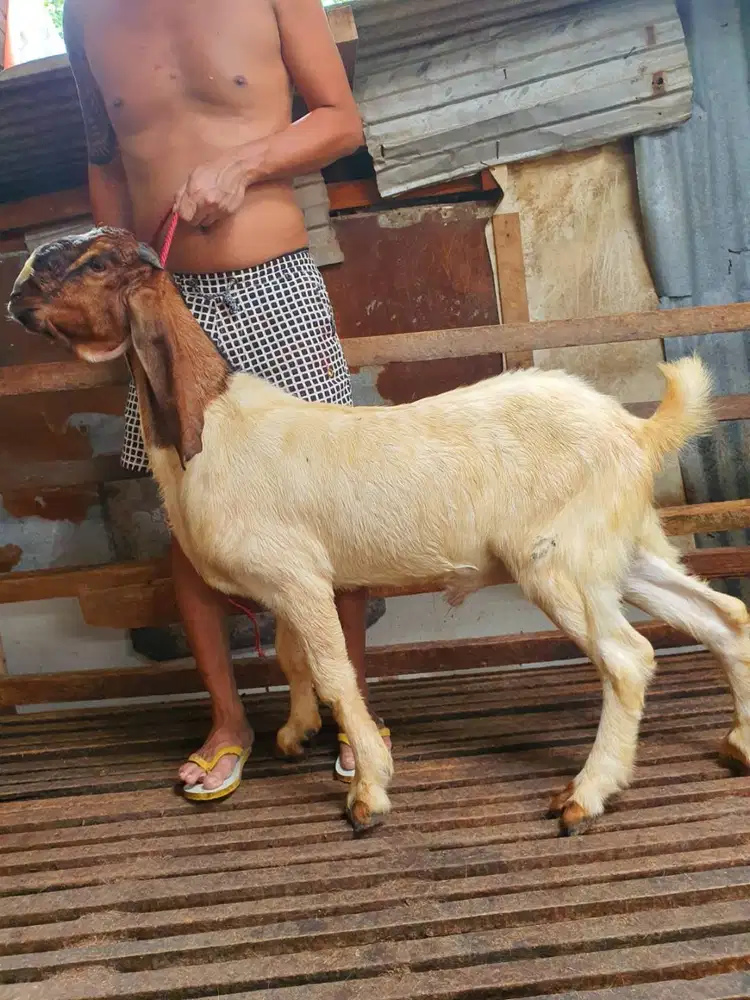 kambing jantan 30-50kiloan timbang riil siap kurban 2026 rawatan puas