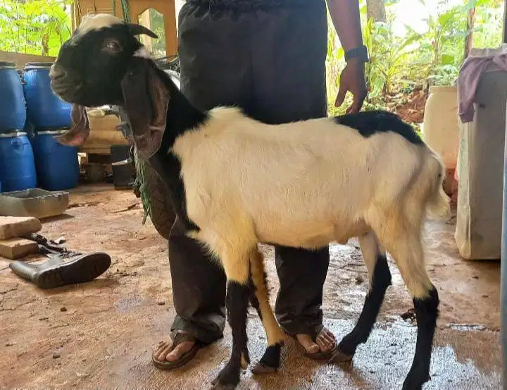 kambing jantan 30-50kiloan timbang riil siap kurban 2026 rawatan puas