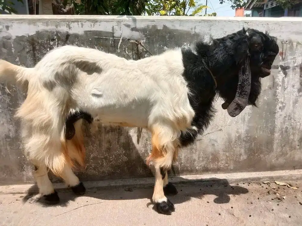 kambing qurban 30-50kiloan siap hewan kurban 2026 rawatan kandang puas