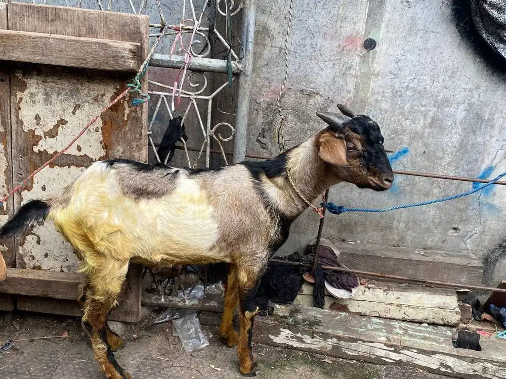 kambing qurban 30-50kiloan siap hewan kurban 2026 rawatan kandang puas