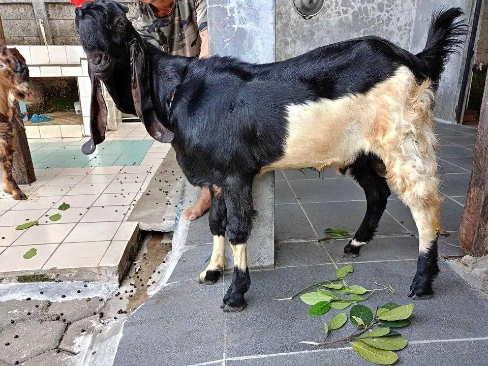 kambing qurban 30-50kiloan siap hewan kurban 2026 rawatan kandang puas