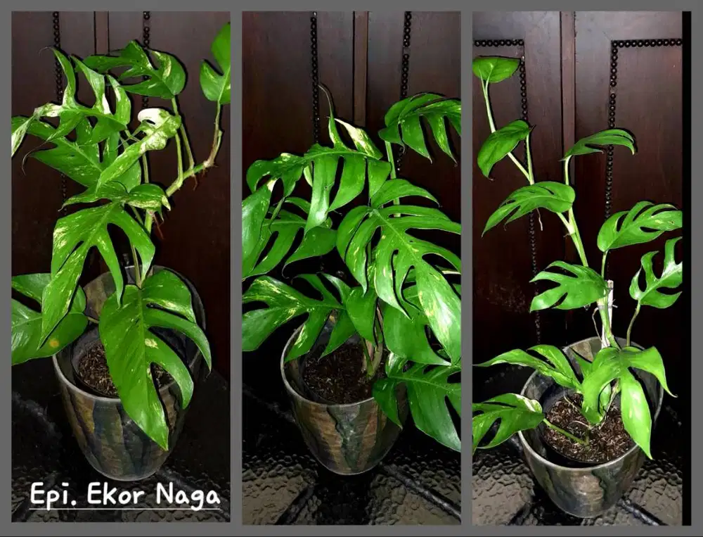 Tanaman Hias EKOR NAGA (Epipremnum)