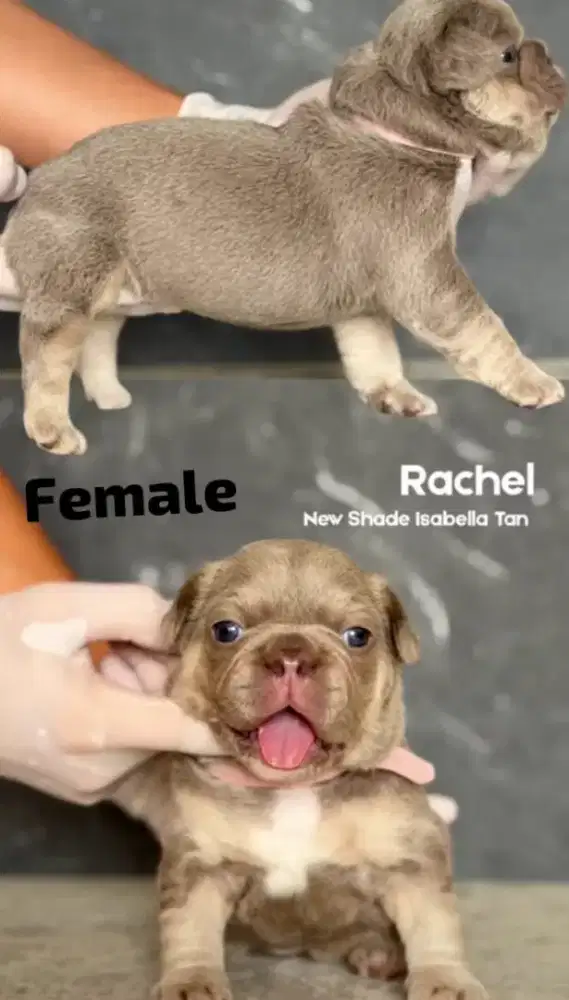 FRENCH BULLDOG Isabella
