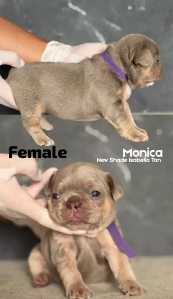 French Bulldog Isabela