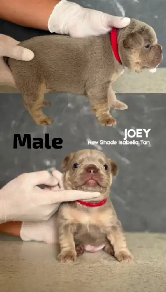 French Bulldog Isabella