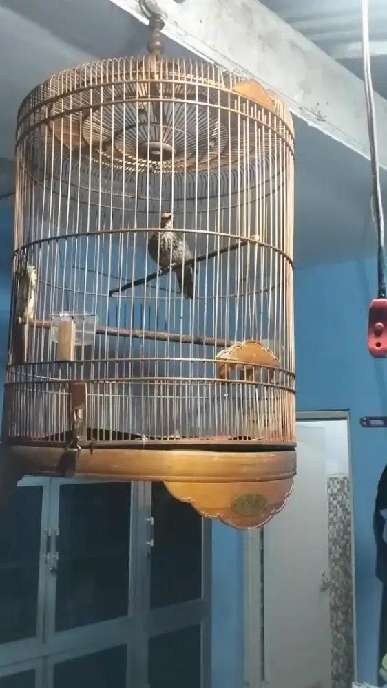 Cucak rowo jantan gacor