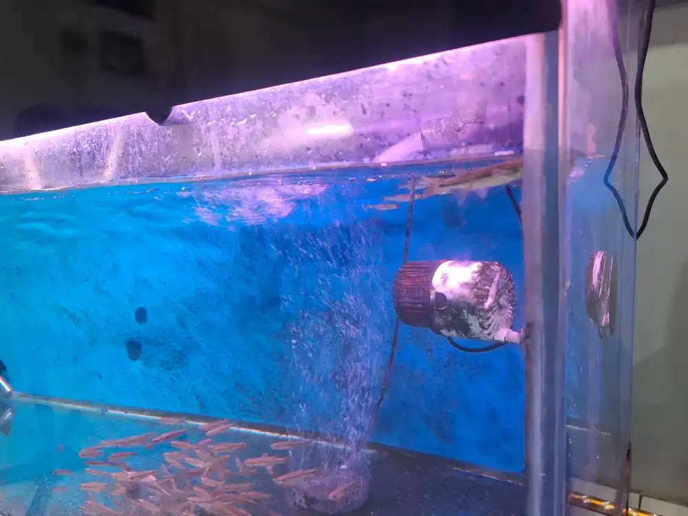 Akuarium seken ukuran 60x60x3meter