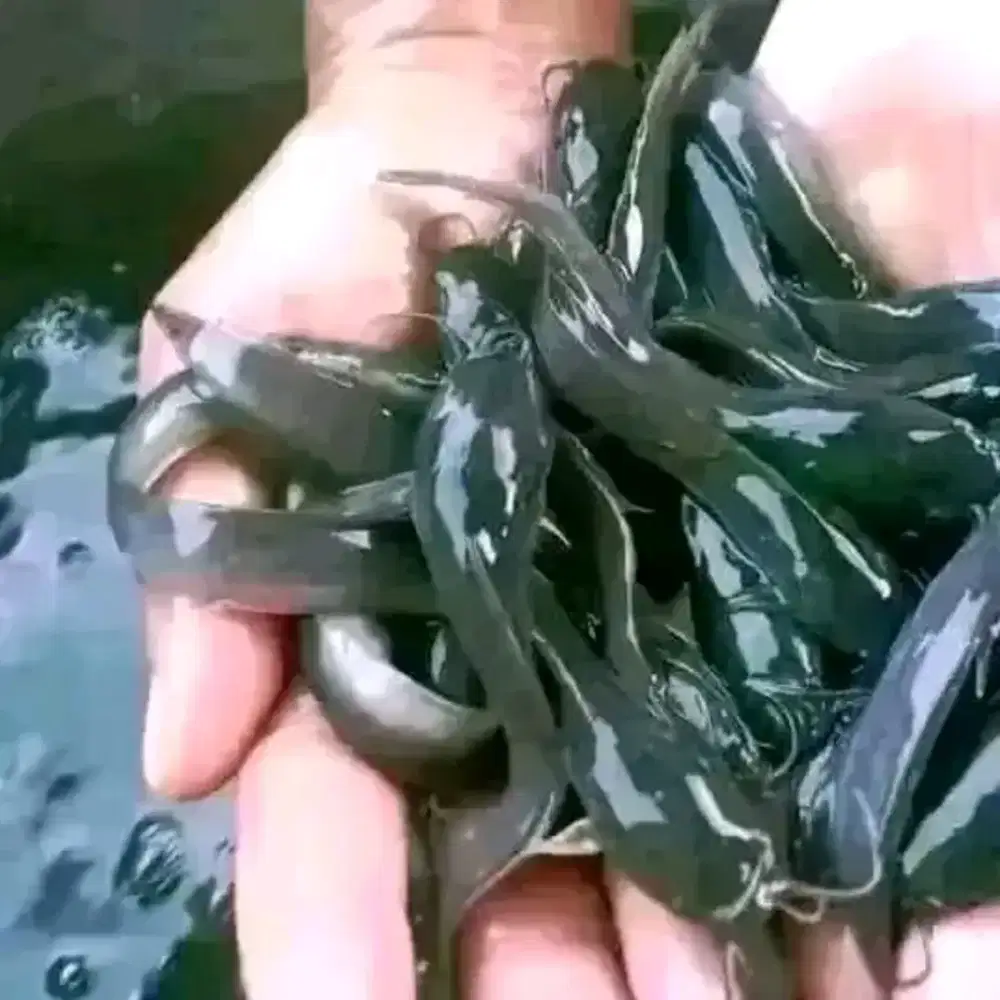 Bibit lele Sangkuriang UK 7-9