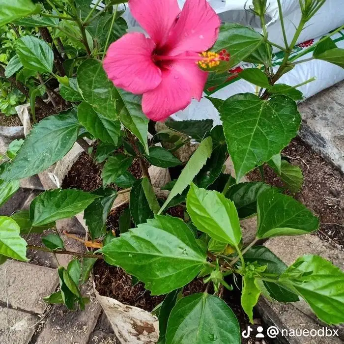 INFO LOKER NYA YANG BAIK