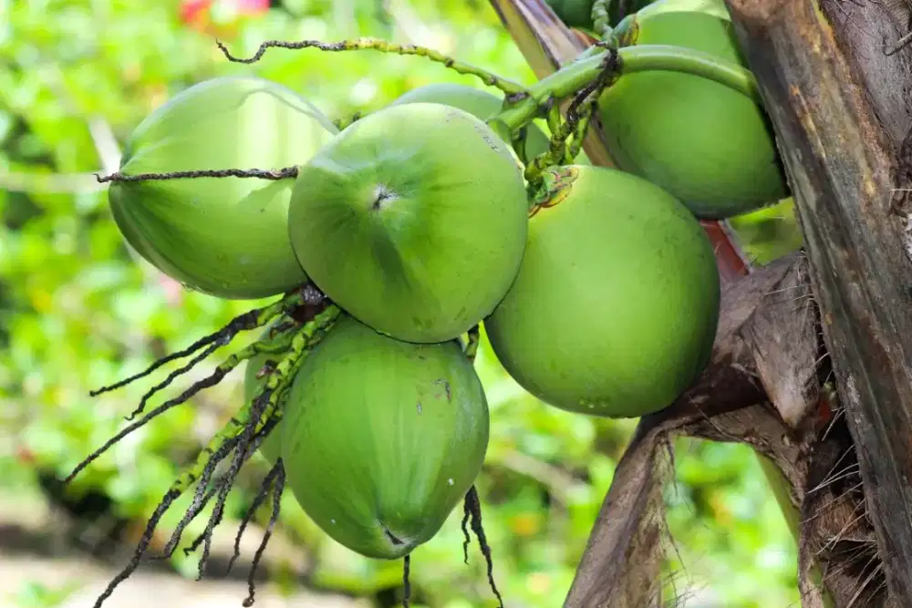 Kelapa muda untuk puasa/ hari biasa