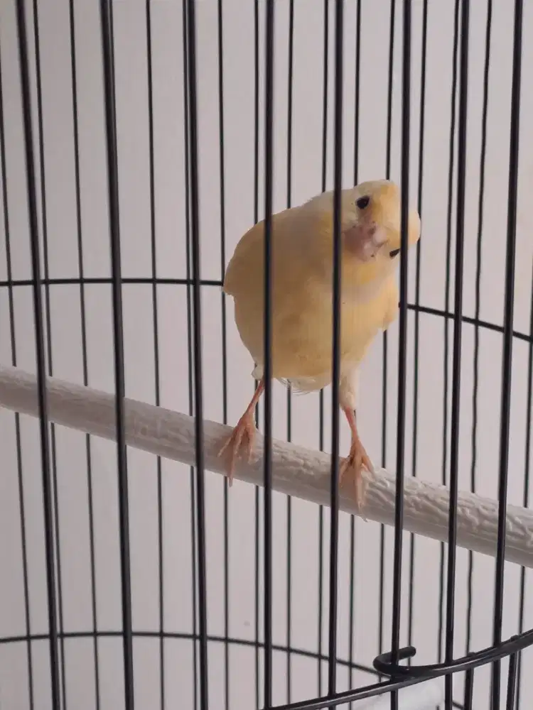 Kenari loper malang spek gacoran