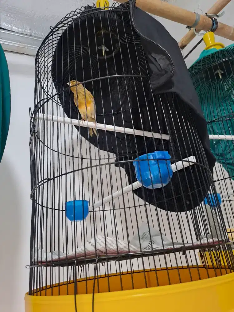 Burung kenari loper malang spek riwikan kasar