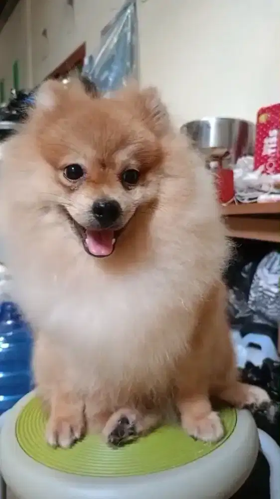 Anjing minipom jantan