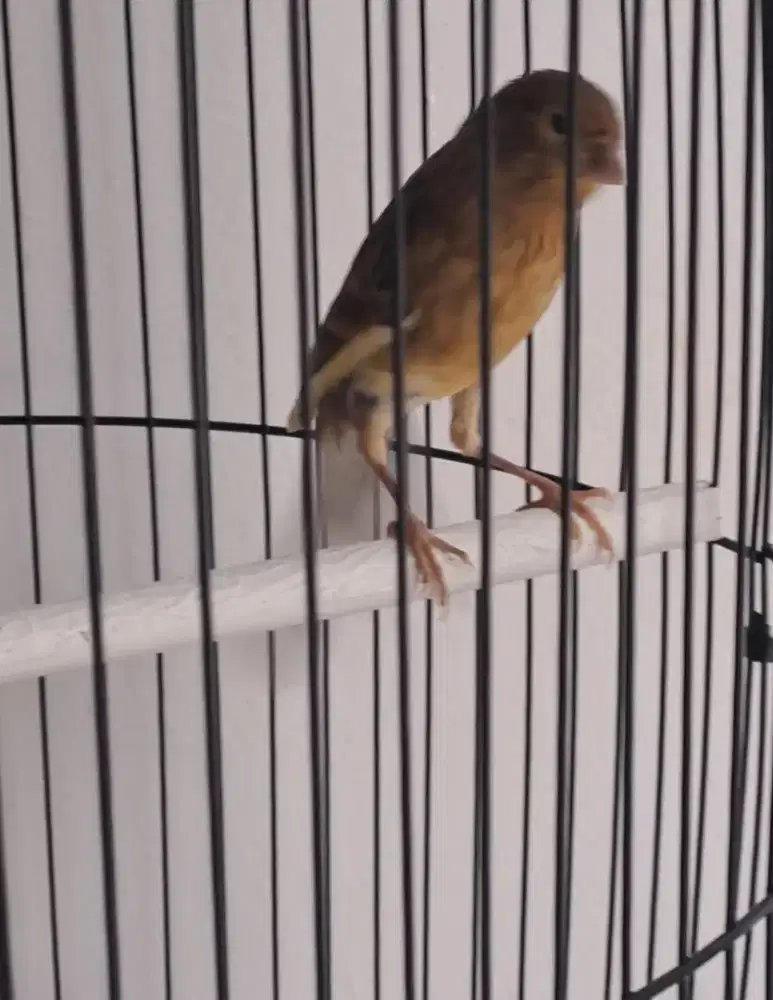 Burung kenari loper malang riwikan kasar gelapan