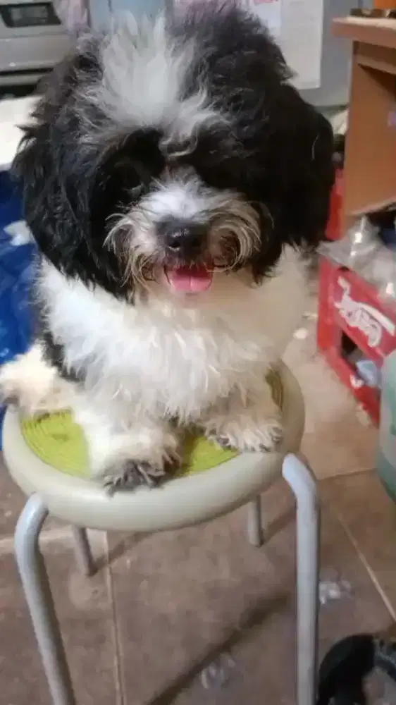 Anjing Shitzu hitam putih
