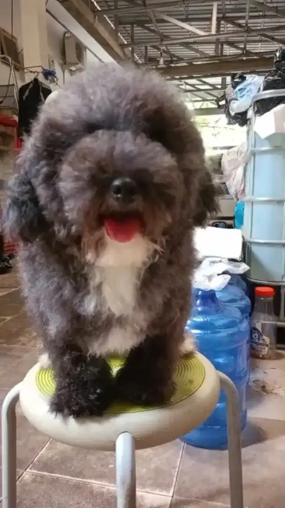 Anjing Poodle dark silver